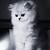 wallpaper kucing comel