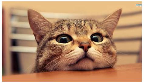 Wallpaper Laptop Kucing Lucu Hd - Gambar Binatang lucu