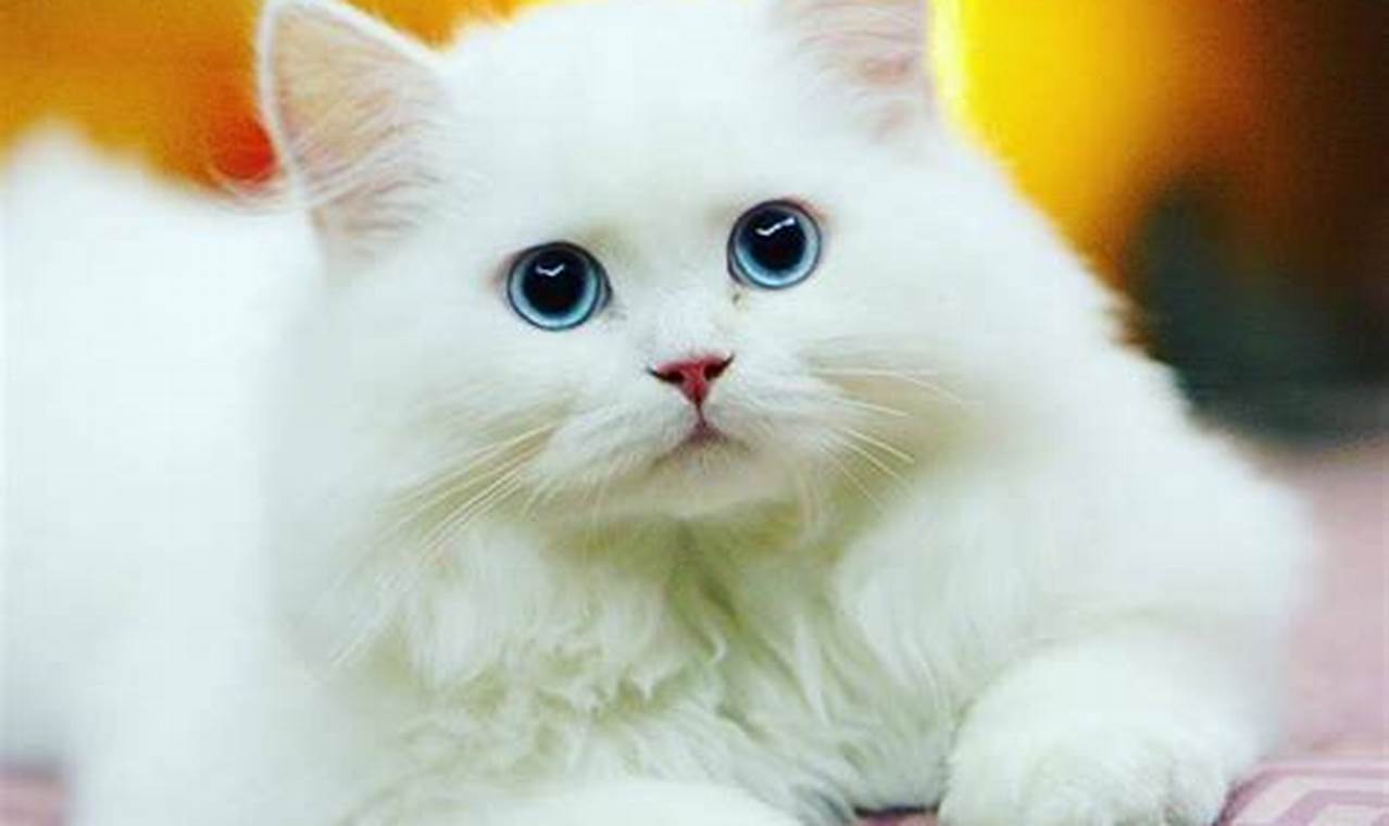 Wallpaper Kucing Putih Lucu Bikin Gemas, Bikin Stres Melayang