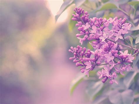 10 Beautiful HD Lilac Wallpapers