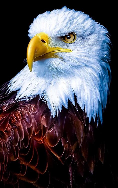 wallpaper mobile hd eagle