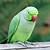 wallpaper parrot green