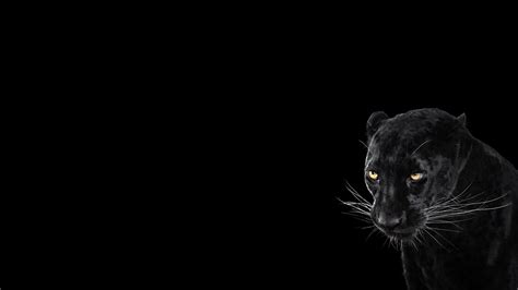 Wallpaper Black Animals