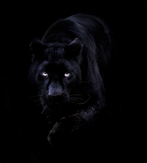 wallpaper black panther animal