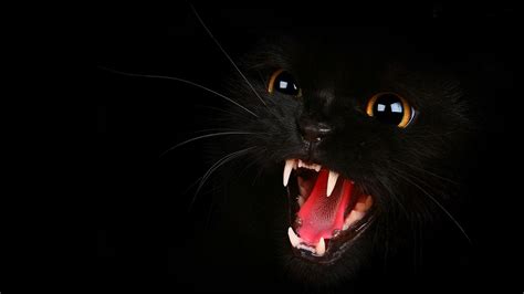Wallpaper Cat Dark