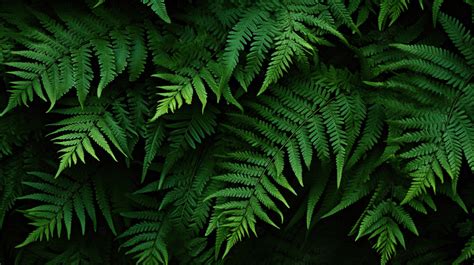 Wallpaper Green Fern
