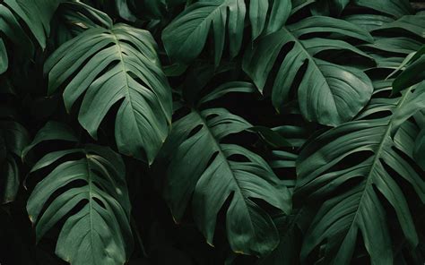 Wallpaper Green Plants Background