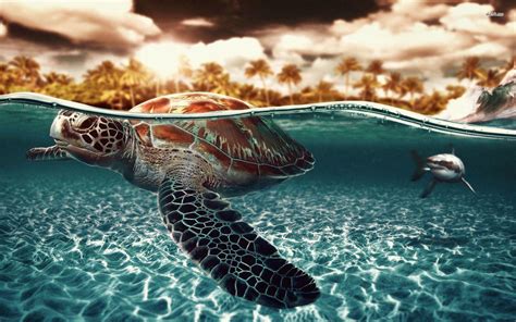 wallpaper of sea turtles images