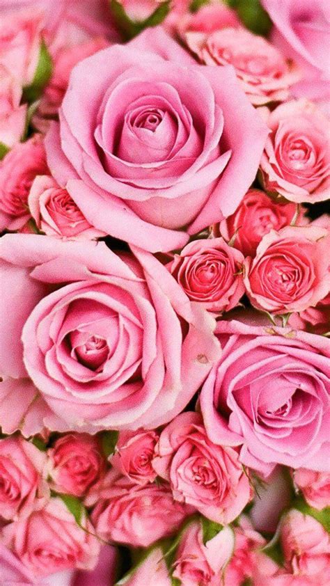 Wallpaper Roses For Iphone