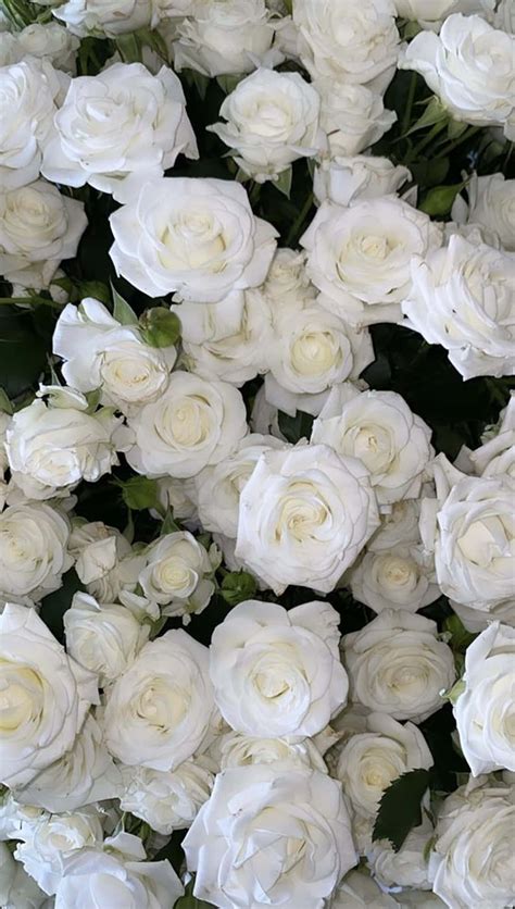 Wallpaper White Roses Background
