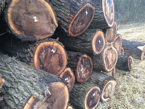Logs For Sale Baillie Lumber Hardwood Supplier