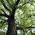 walnut oak tree