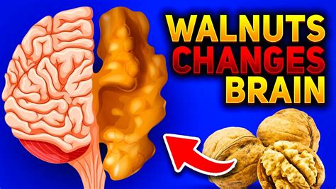 Walnut In Brain