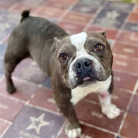 Walnut Tree Dog Services