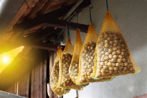 Walnuts Drying
