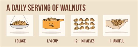 Walnuts Eating Daily