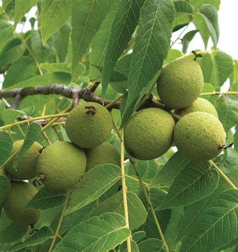 Walnuts Native To