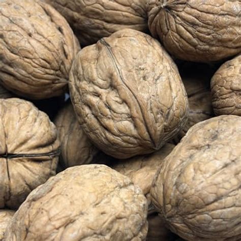 Walnuts With Shell For Sale