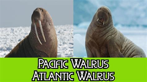 walrus average lifespan