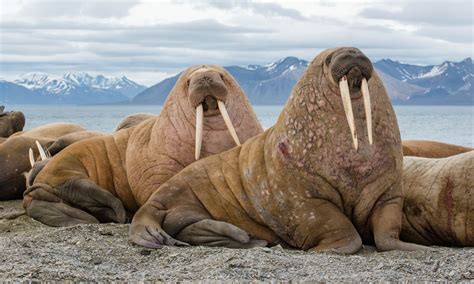 walrus description and habitat