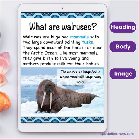 walrus facts for kids printable