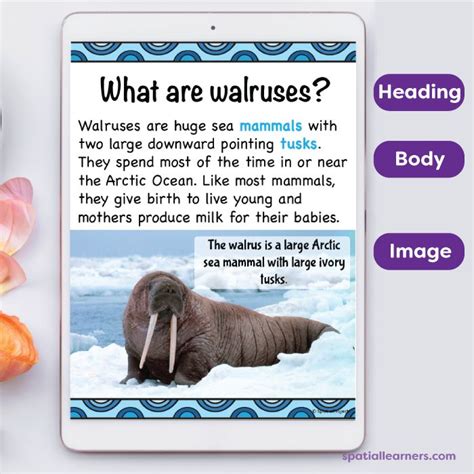 walrus facts for preschool