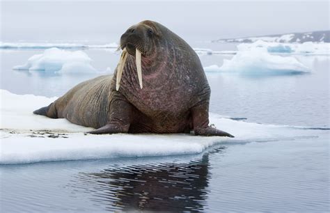 walrus in the ocean