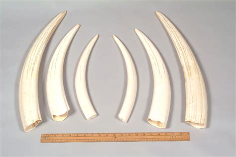 walrus ivory tusks prices