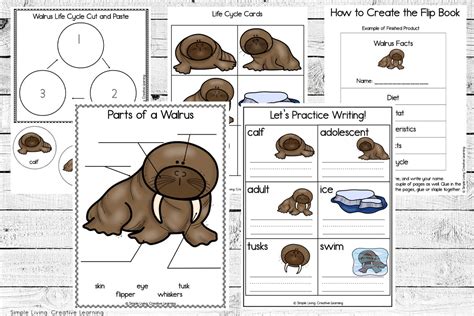 walrus life cycle for kids