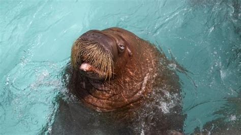 walrus lifespan in captivity