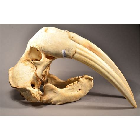 walrus skull with tusk for sale
