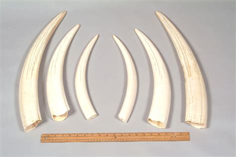 walrus tusk ivory for sale