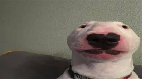This is my dog. His name is Walter ))http//bit.ly/2EXSEu3 Very cute