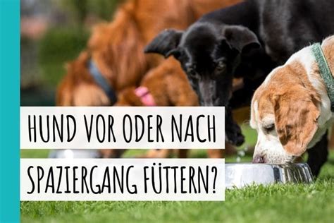 Die 7 größten Mythen der Hundeernährung herzfuertiere.de