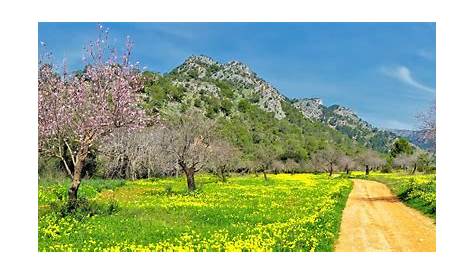 Mallorca Klima: Beste Reisezeit, Klimatabelle & Jahresübersicht