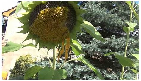 Sonnenblumenkerne: Erstaunliche gesundheitliche Vorteile & Rezepte