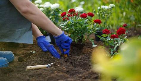 Unterpflanzungen im Garten - Pflanzenauswahl und Tipps fürs Anpflanzen