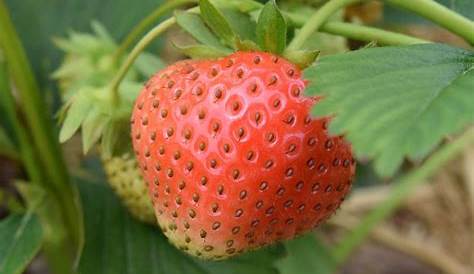 2 Erdbeer-Pflanzbeutel & 9 Hänge-Erdbeeren,Set | Erdbeeren pflanzen