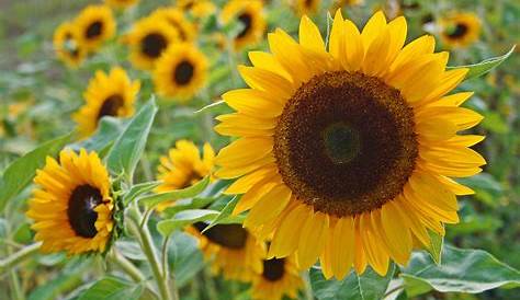 Wann sollten Gärtner Sonnenblumen verpflanzen?