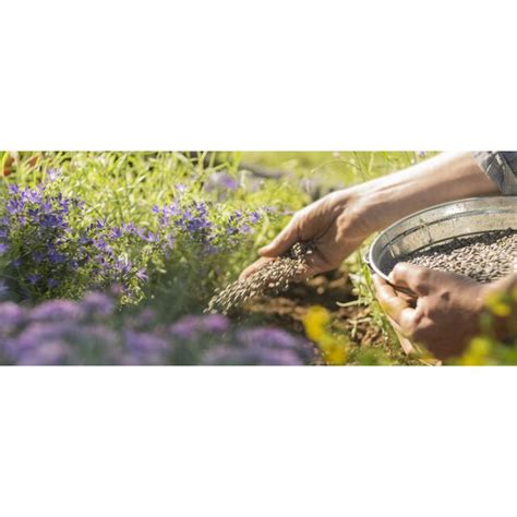 Wanneer Border Bemesten