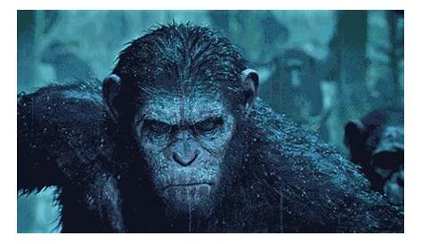 Apes Movie GIF by War for the of