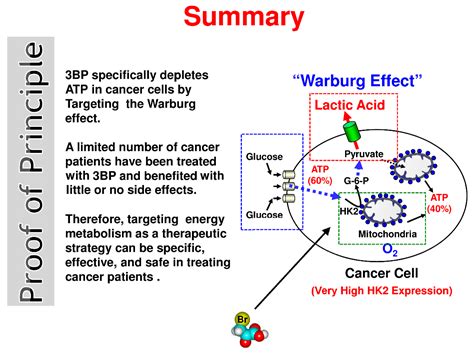 Warburg Effect Discovery