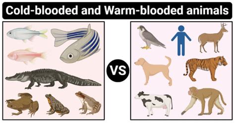 warm blooded animals are called