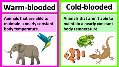 warm blooded vs cold blooded animals