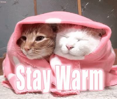 Warm Cat Meme