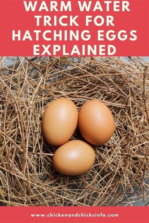 Warm Water Trick For Hatching Eggs
