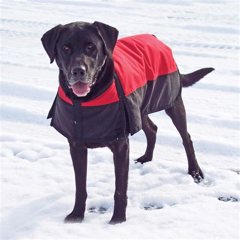 warm waterproof dog jacket