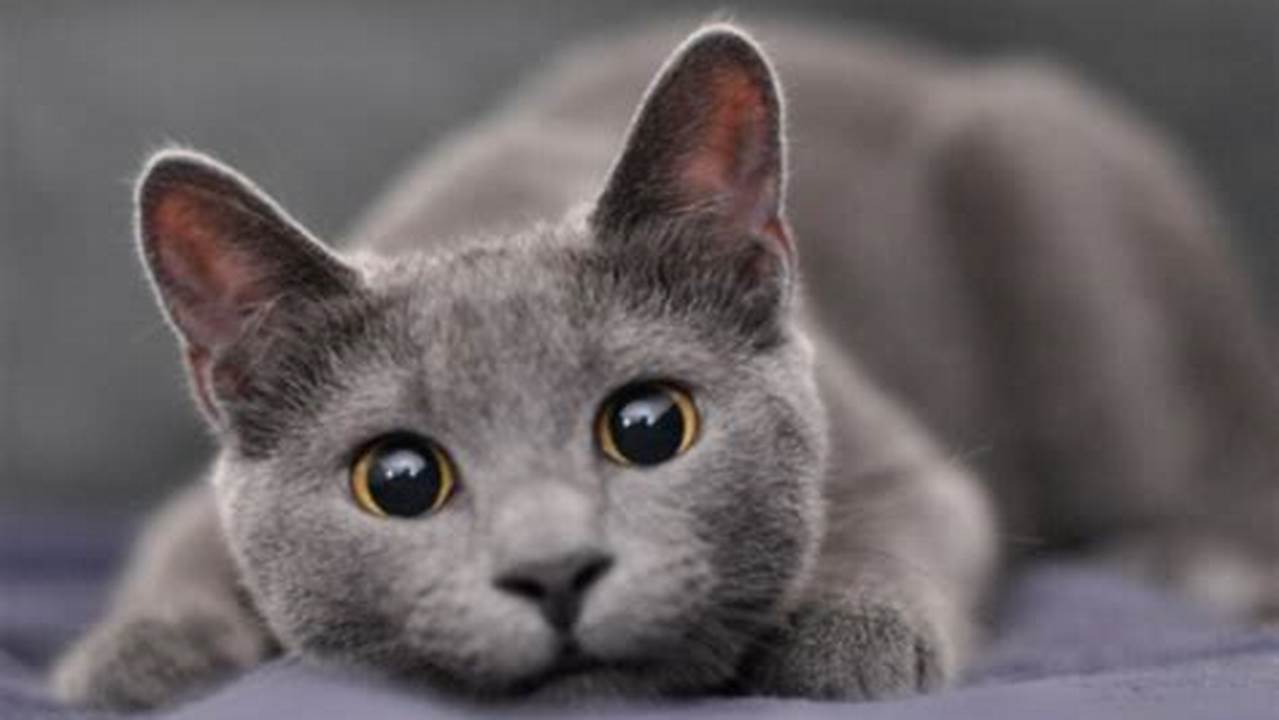 Warna Kucing: Panduan Lengkap dari Genetika hingga Kepribadian