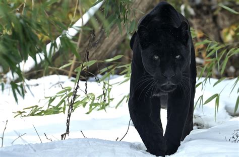warum ist der panther schwarz