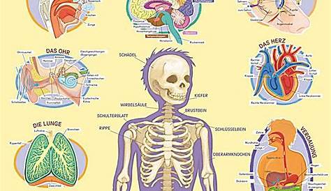 the human body and its organs are labeled in this diagram, which shows